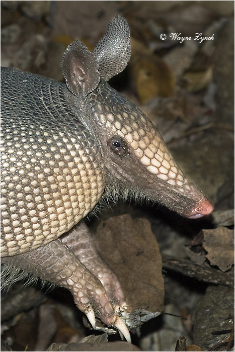 Nine-banded Armadillo 103 by Dr. Wayne Lynch &copy;